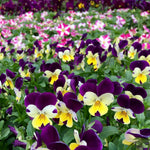 Viola Plants Mixed Pack Viola Plants Mixed Pack image2 2