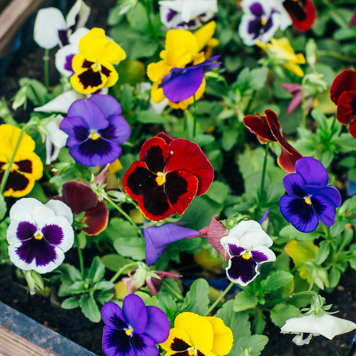 Viola Plants Mixed Pack Viola Plants Mixed Pack image3 3
