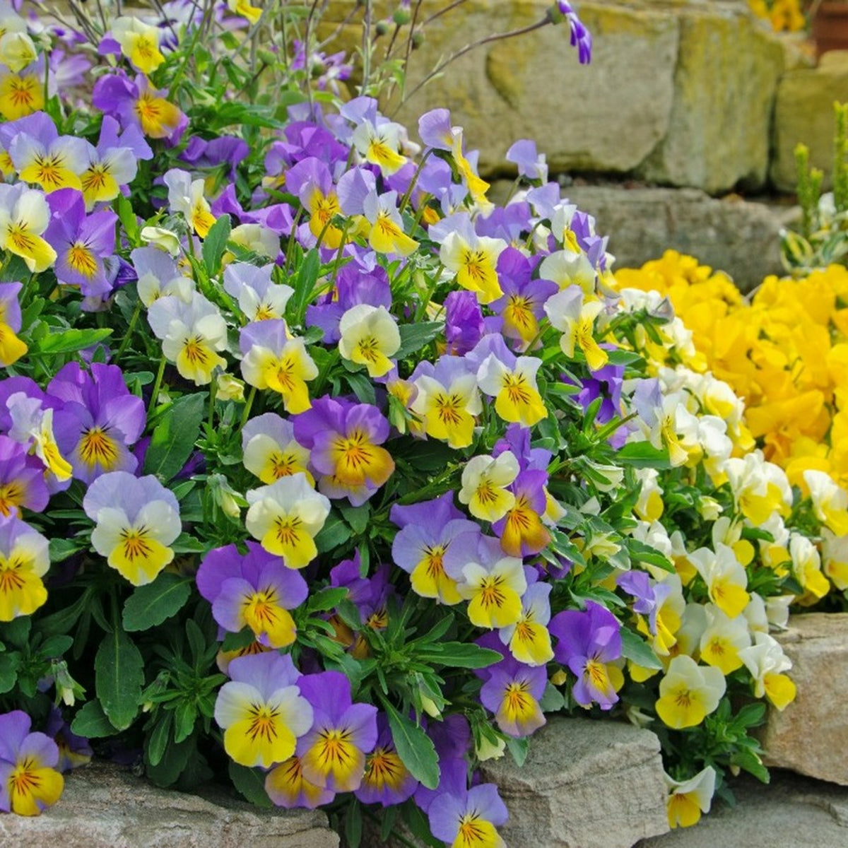 Viola Plants Mixed Pack Viola Plants Mixed Pack image4 4