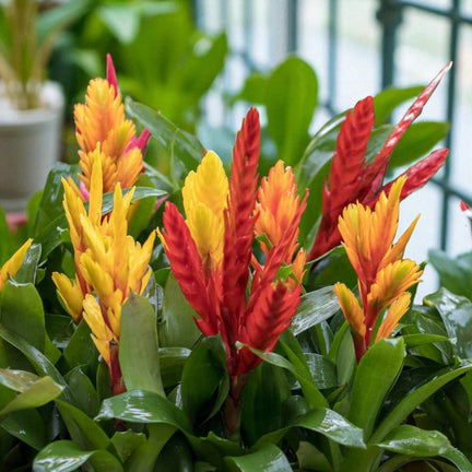 Vriesea flaming sword plants with striking red and yellow upright bracts surrounded by glossy green leaves.