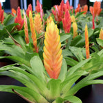 Vriesea Flaming Sword Single Vriesea flaming sword showing a tall yellow bract tinged with orange, rising from a rosette of green leaves. 2