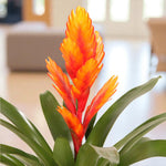Vriesea Flaming Sword Vriesea flaming sword plant indoors, with a vivid orange-red bract edged in yellow above wide green foliage. 3