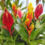 Vriesea Flaming Sword Cluster of Vriesea flaming sword plants in red, yellow, and pink bracts, with lush green leaves filling the base. 4