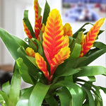 Vriesea Flaming Sword Vriesea flaming sword plant with a bright yellow and red patterned bract, set among arching green leaves indoors. 5