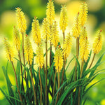 Kniphofia Vanilla Bare Root  2