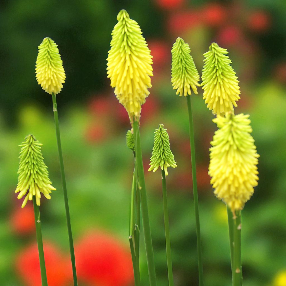 Kniphofia Vanilla Bare Root  4