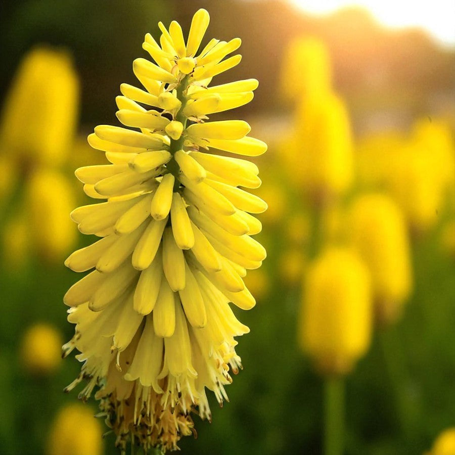 Kniphofia Bare Root Mix  4