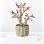 Senecio Articulatus Variegata 'Candle' Indoor Plant  1