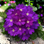 Verbena Blue Bedding Plants  2