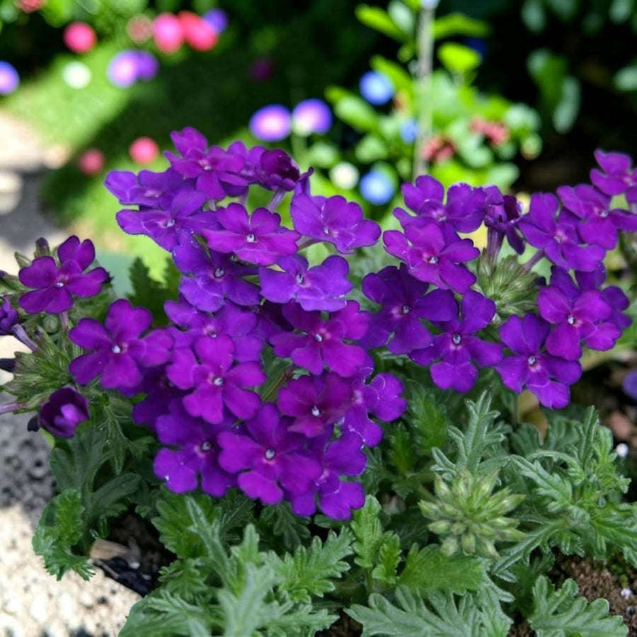 Verbena Bedding Plants  2