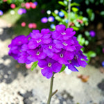 Verbena Blue Bedding Plants  3