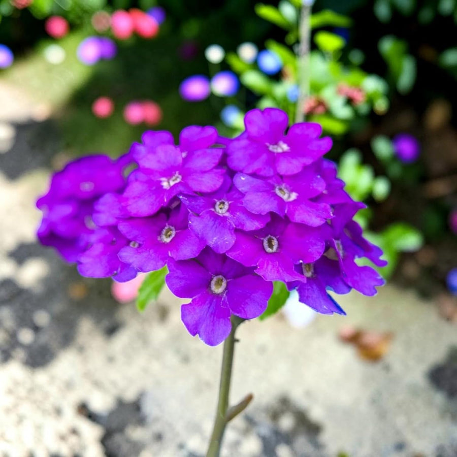 Verbena Blue Bedding Plants  3