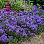 Verbena Blue Bedding Plants  4