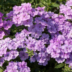 Verbena Lilac Bedding Plants  4