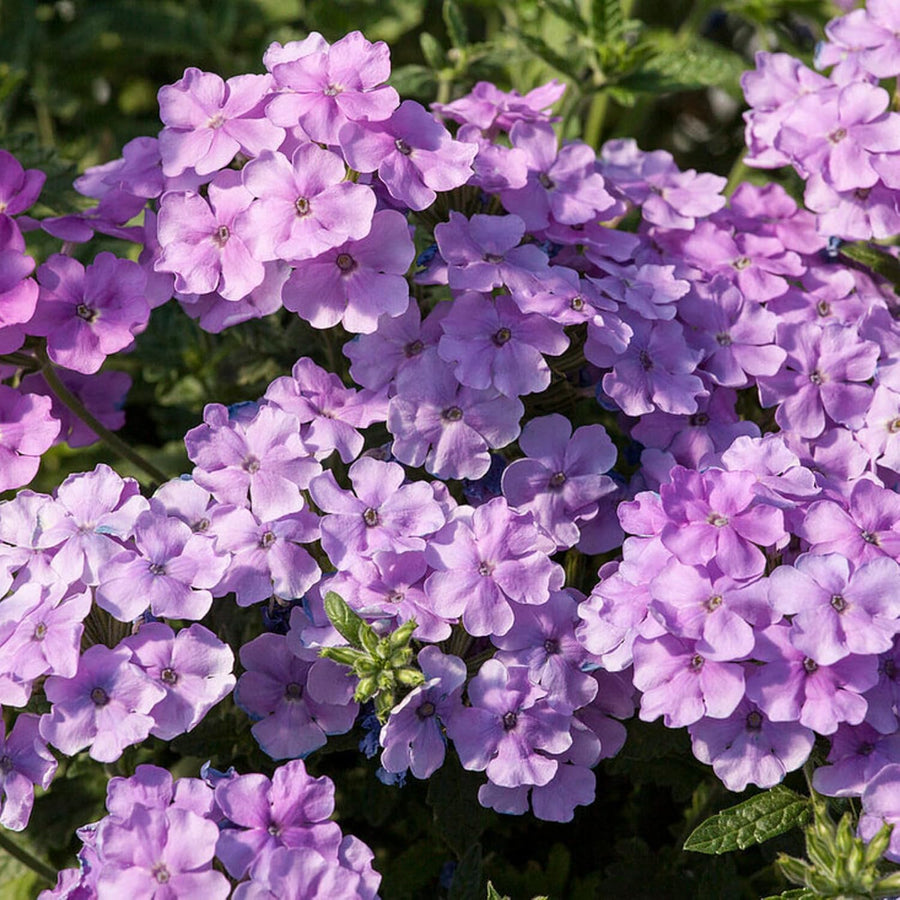 Verbena Lilac Bedding Plants  4