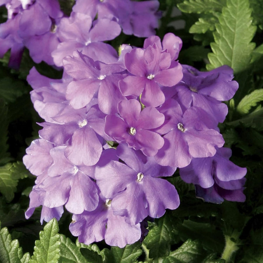 Verbena Lilac Bedding Plants  1