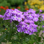 Verbena Lilac Bedding Plants  2