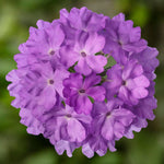 Verbena Bedding Plants  4