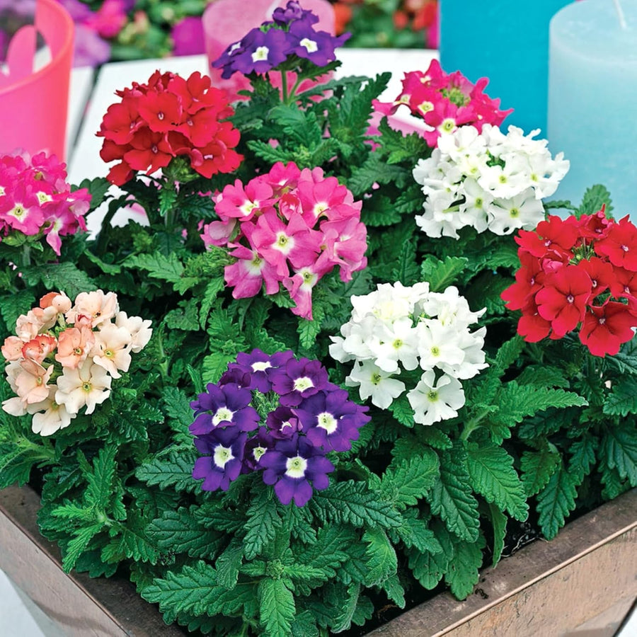 Verbena Mixed Bedding Plants  1