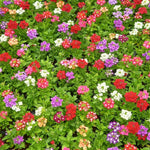 Verbena Bedding Plants  6