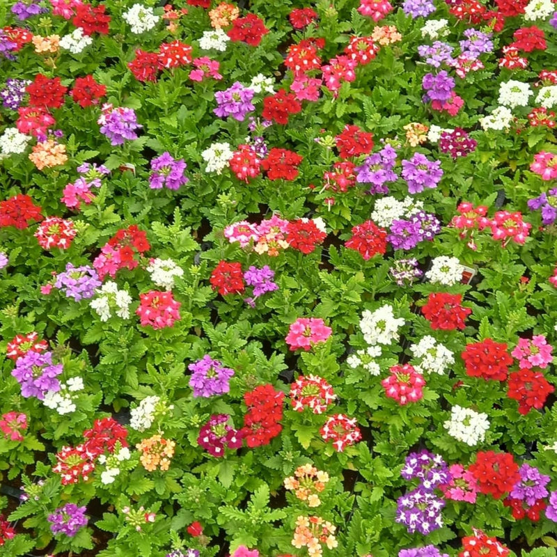 Verbena Bedding Plants  6