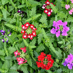 Verbena Mixed Bedding Plants  3