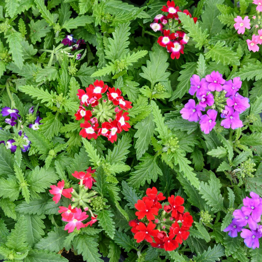 Verbena Mixed Bedding Plants  3