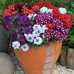 Verbena Mixed Bedding Plants  2