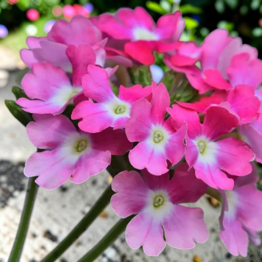 Verbena Pink Bedding Plants  4