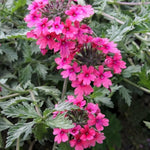 Verbena Pink Bedding Plants  2