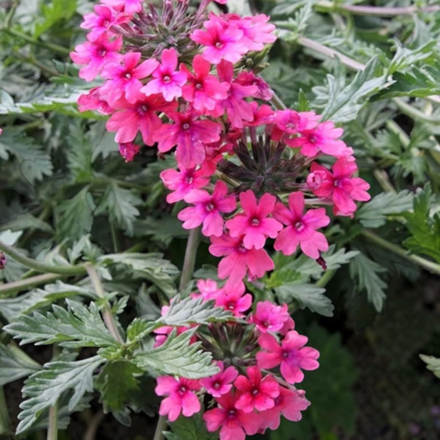 Verbena Pink Bedding Plants  2