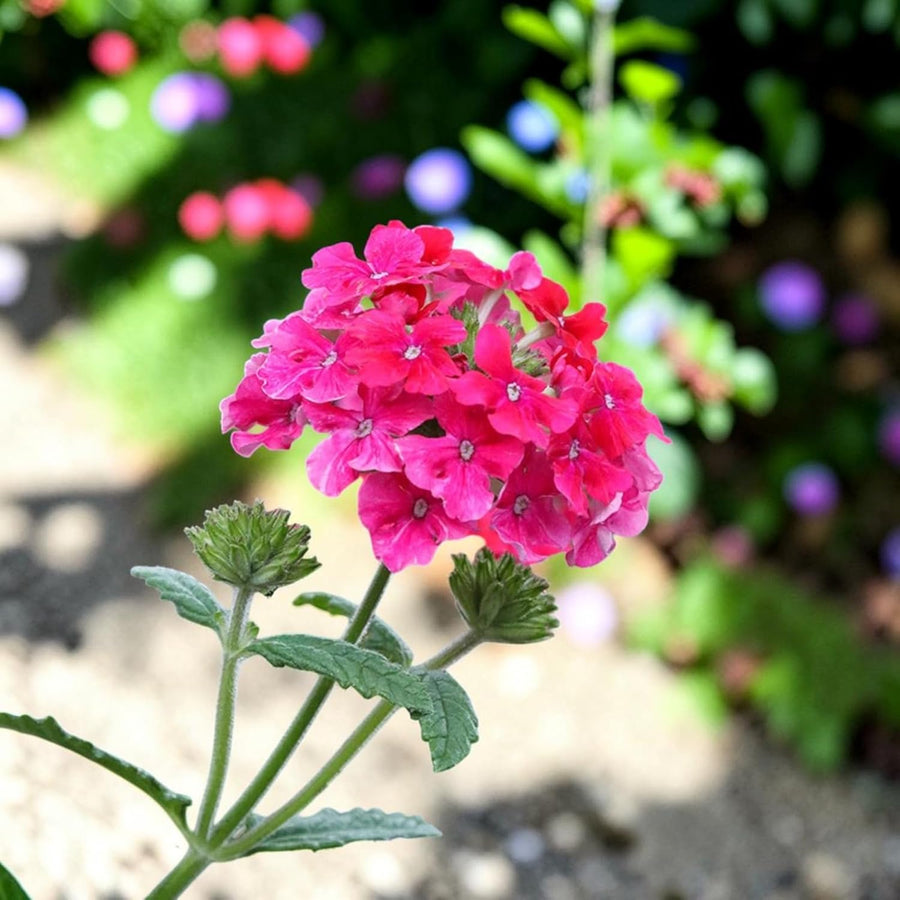 Verbena Pink Bedding Plants  3