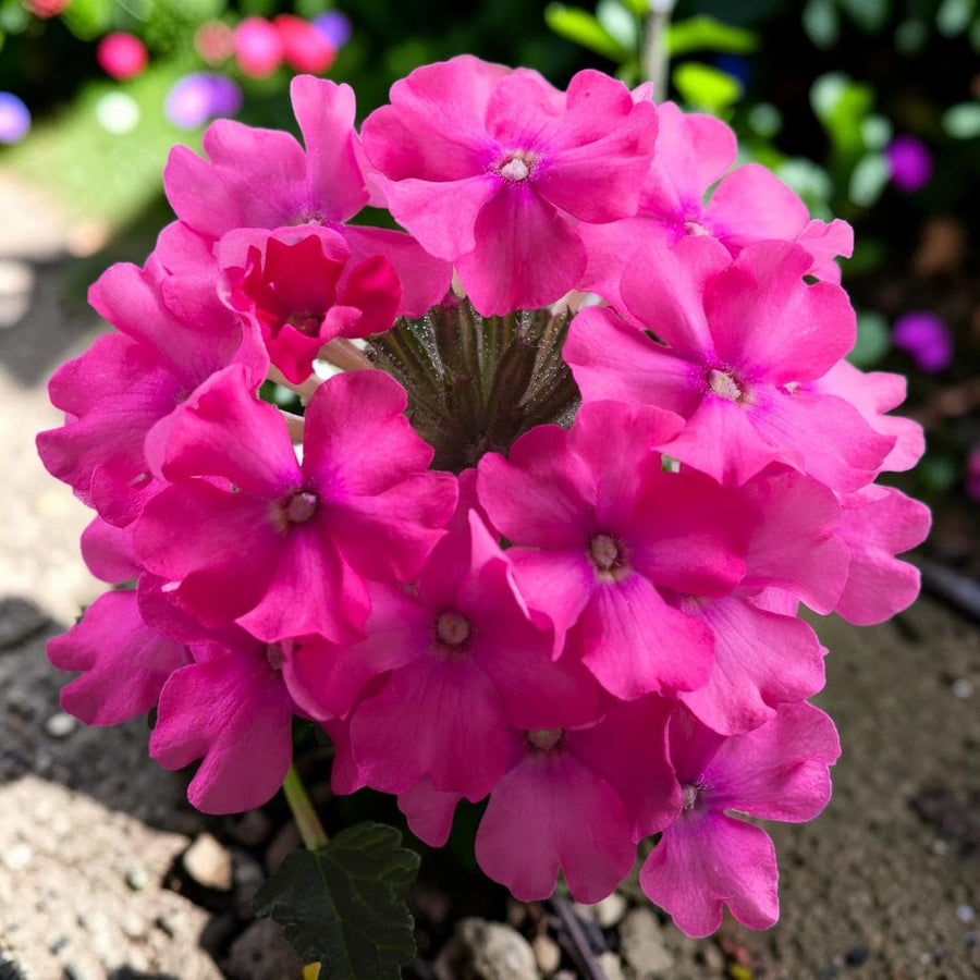 Verbena Pink Bedding Plants  1