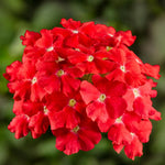Verbena Scarlet Bedding Plants  2