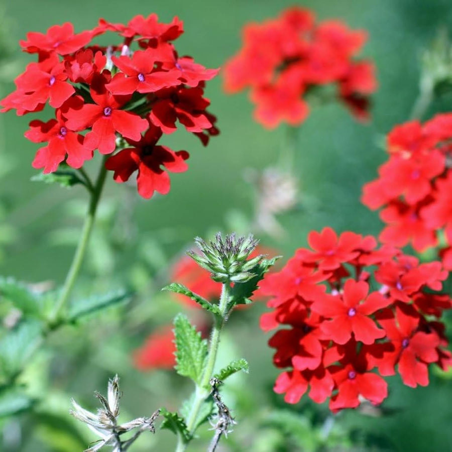 Verbena Scarlet Bedding Plants  4