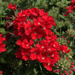 Verbena Scarlet Bedding Plants  3