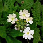 Verbena White Bedding Plants  2