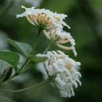 Verbena White Bedding Plants  5