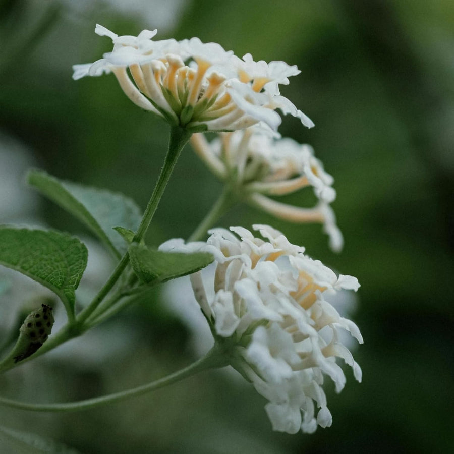 Verbena White Bedding Plants  5