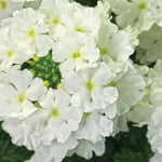 Verbena White Bedding Plants  4