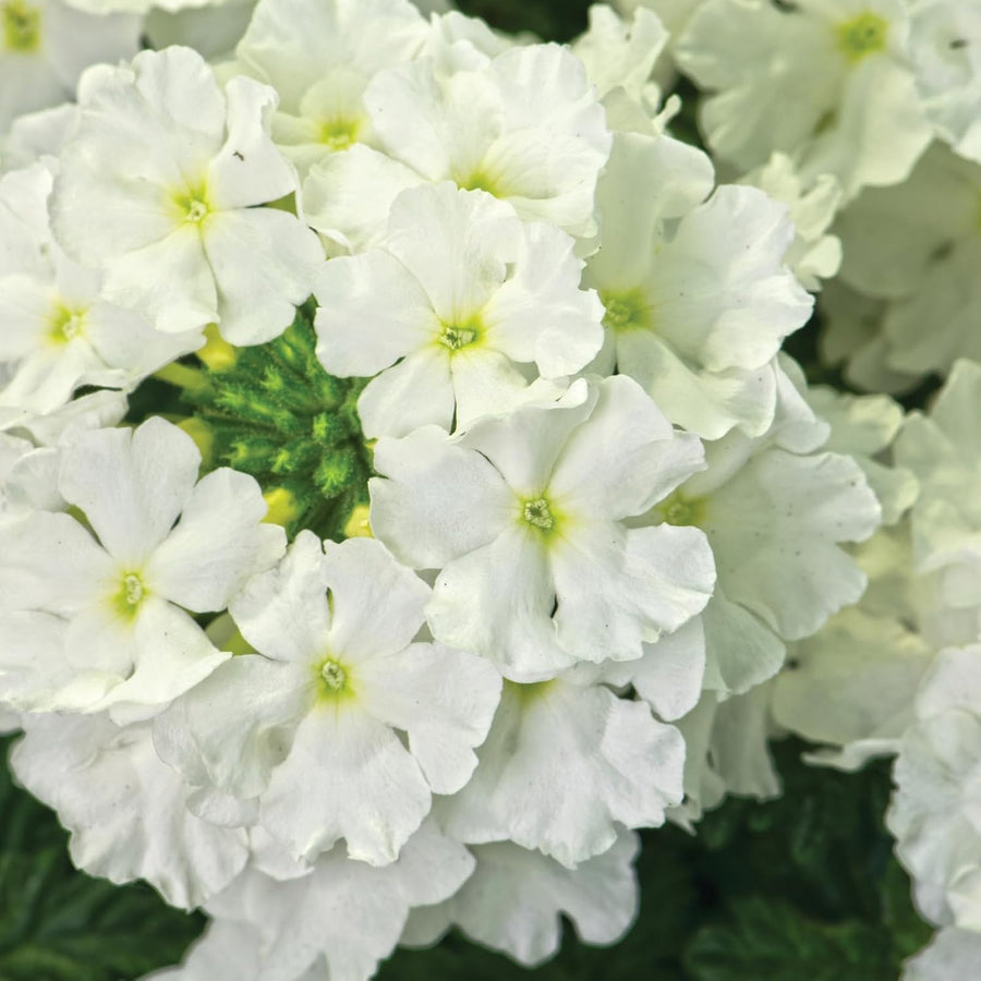 Verbena White Bedding Plants  4