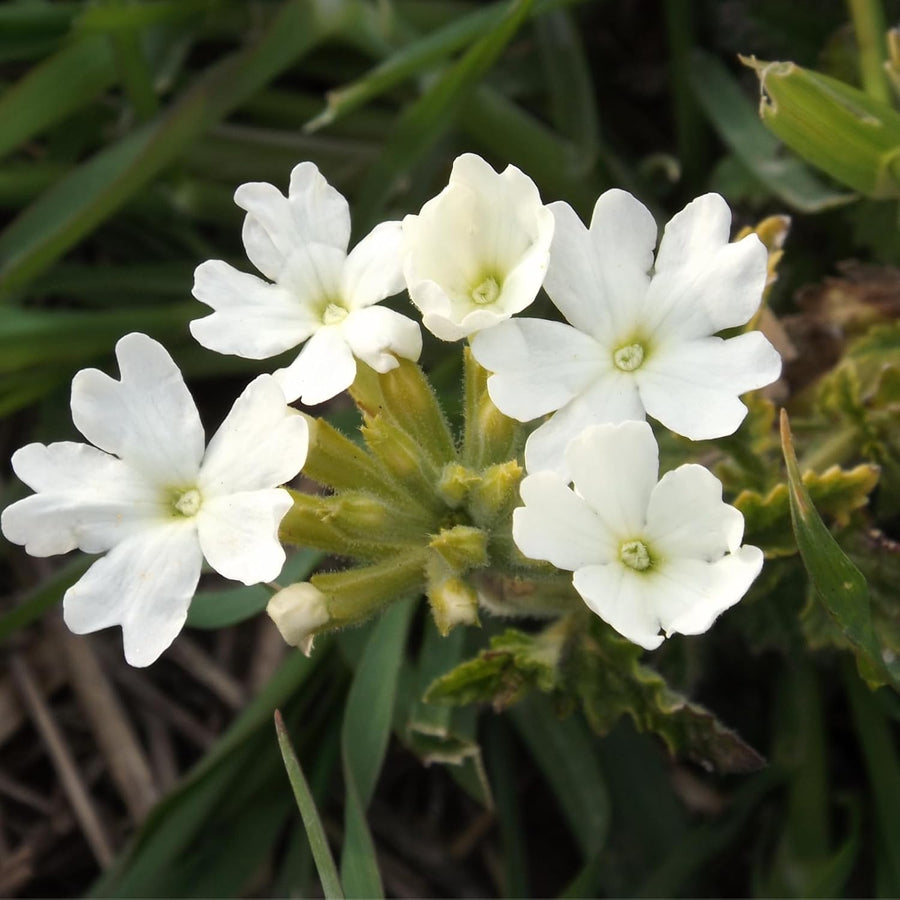 Verbena White Bedding Plants  3