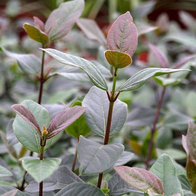 Viburnum Tinus - 'Purpureum' Viburnum Tinus - 'Purpureum' image3 3