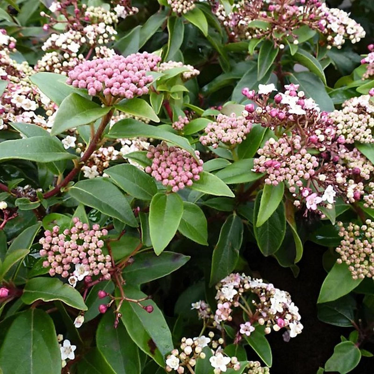 Viburnum Tinus Eve Price Patio Tree in 7L Pot  4