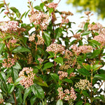 Viburnum Tinus Eve Price Patio Tree in 7L Pot  3