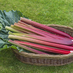 Rhubarb Bare Root Crowns  11