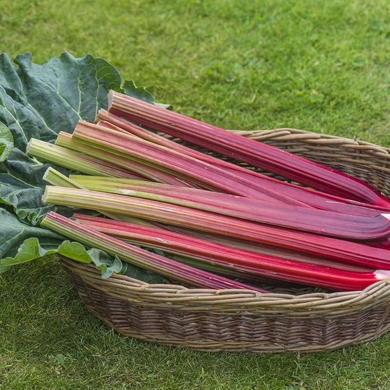 Rhubarb Bare Root Crowns  11