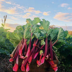 Victoria Rhubarb Crown Plants  4