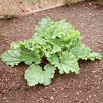 Victoria Rhubarb Crown Plants  3