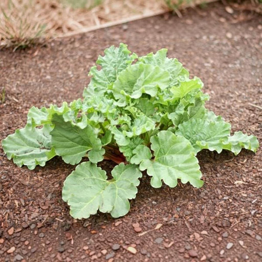 Victoria Rhubarb Crown Plants  3